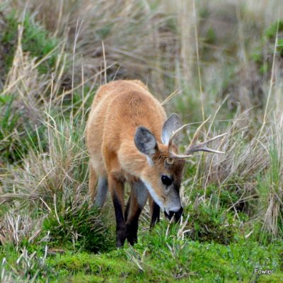 Marsh Deer